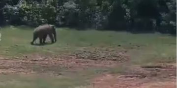 അരിക്കൊമ്പന്റെ പുതിയ ദൃശ്യങ്ങള്‍ പുറത്തുവിട്ട് തമിഴ്‌നാട് വനം വകുപ്പ്