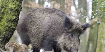 പ്രാധാന്യം കർഷകരുടെ ജീവനും കൃഷിക്കും; കാട്ടുപന്നികൾക്ക് ഇനി സംരക്ഷണം ഇല്ലെന്ന് ചൈന