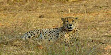 കുനോയില്‍ ഒരു ചീറ്റ കൂടി ചത്തു ; അഞ്ച് മാസത്തിനിടെ ചത്തത് എട്ട് ചീറ്റകള്‍