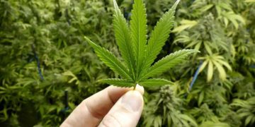 കാറിനടിയിൽ ഒളിപ്പിച്ച കഞ്ചാവ് ശേഖരം പിടികൂടി