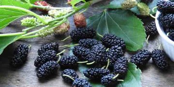 പതിവായി മള്‍ബെറി കഴിക്കൂ, ഈ രോഗങ്ങളെ അകറ്റി നിർത്താം…