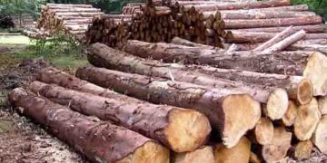 മുട്ടിൽ മരംമുറിയിൽ വനംവകുപ്പിനെ പഴിചാരി റവന്യൂവകുപ്പ്; ഒരാഴ്‌ചയ്‌ക്കുള്ളില്‍ പിഴ ചുമത്തി ഉത്തരവിറക്കുമെന്ന് കളക്ടർ