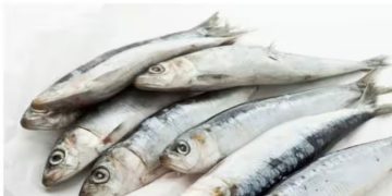 ആഴ്ചയിൽ രണ്ട് തവണയെങ്കിലും മീൻ കഴിക്കുക ; കാരണം