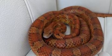 വസ്ത്രത്തിനുള്ളിൽ ജീവനുള്ള പാമ്പുകളെ ഒളിപ്പിച്ച് കടത്താൻ ശ്രമം; യുവതി പിടിയിൽ