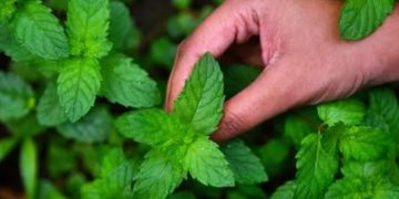 മഴക്കാലത്ത് പ്രതിരോധശേഷി കൂട്ടാൻ സഹായിക്കുന്ന രണ്ട് ഔഷധസസ്യങ്ങൾ