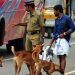 തെരുവു നായ നിയന്ത്രണം: കോലഞ്ചേരിയിൽ എ.ബി.സി കേന്ദ്രം ആരംഭിക്കും