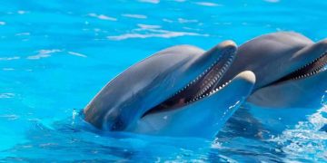 യമുനയിൽനിന്ന് ഡോൾഫിനെ പിടികൂടി പാകം ചെയ്തു ഭക്ഷിച്ചു  ; 4 മത്സ്യത്തൊഴിലാളികൾക്കെതിരെ കേസ്