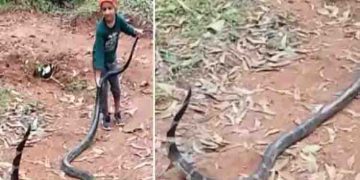 രാജവെമ്പാലയുടെ വാലിൽ പിടിച്ച് ആറ് വയസുകാരൻ, ഇത് അപകടകരം എന്ന് സോഷ്യൽ മീഡിയ