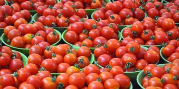 വിൽക്കാൻ സൂക്ഷിച്ച തക്കാളി മോഷ്ടാക്കൾ കൊണ്ടുപോയി, ലക്ഷങ്ങളുടെ നഷ്ടം