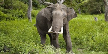 ആനകളുടെ എണ്ണത്തിൽ വൻകുറവ് ; കേരളത്തിൽ നാട്ടാനകൾ 416 മാത്രം