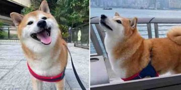 സോഷ്യല്‍ മീഡിയയിലൂടെ പ്രശസ്തനായ വളര്‍ത്തുനായ ചീംസിന് വിട…