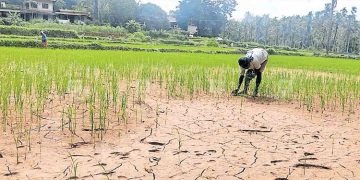 വെള്ളമില്ല, മുളപ്പിച്ച ഞാറ് ഉണങ്ങിത്തുടങ്ങി, ദുരിതത്തിൽ കർഷകർ