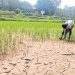 വെള്ളമില്ല, മുളപ്പിച്ച ഞാറ് ഉണങ്ങിത്തുടങ്ങി, ദുരിതത്തിൽ കർഷകർ