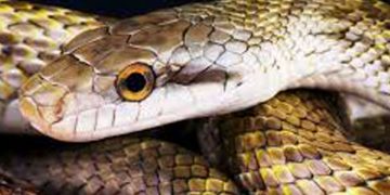 മഞ്ചേരി മെഡിക്കൽ കോളജിൽ കുട്ടികളുടെ വാർഡിൽ നിന്ന് പാമ്പിനെ പിടികൂടി