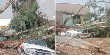 ശക്തമായ കാറ്റ് ; സൗദിയിൽ മരം കടപുഴകി വീണ് വാഹനങ്ങൾ തകർന്നു