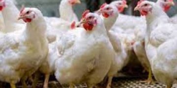 ഓണവിപണി: തമിഴ്‌നാട്‌ ലോബി കളിക്കുന്നു, കോഴിവില പറക്കുന്നു