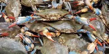 നീലഞണ്ടുകൾ സർവവും നശിപ്പിക്കുമോ? ഭയന്നുവിറച്ച് ഇറ്റലി, നിയന്ത്രിക്കാൻ സർക്കാർ അനുവദിച്ചത് 26 കോടി