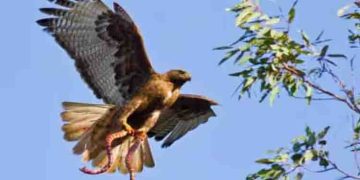 പരുന്ത് കൊത്തിയെടുത്ത പാമ്പ് നിലത്ത് നിന്ന 64കാരിയുടെ കയ്യിലേക്ക്, പിന്നാലെ നടന്നത്…