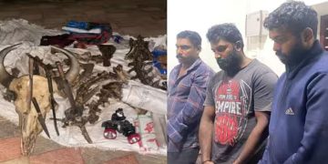 നായാട്ട് സംഘത്തെ ഓടിച്ചിട്ട് പിടികൂടി വനപാലകര്‍