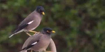 കുവൈത്തിലെ ഇന്ത്യന്‍ മൈനകള്‍ ഭീഷണിയാകുമോ? വ്യക്തമാക്കി പരിസ്ഥിതി നിരീക്ഷണ സമിതി