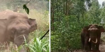 ഇടുക്കിയില്‍ വീണ്ടും പടയപ്പയുടെ ആക്രമണം; ഭയത്തില്‍ നാട്ടുകാര്‍