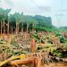 വാരപ്പെട്ടിയിൽ വാഴകൾ വെട്ടിയ സംഭവം : കർഷകന് 3.5 ലക്ഷം രൂപ നഷ്ടപരിഹാരം