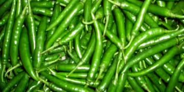 നിസാരക്കാരനല്ല പച്ചമുളക്  ; ​ഈ ഗുണങ്ങൾ അറിഞ്ഞിരിക്കാം