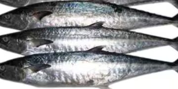 അയക്കൂറയെ പിടിക്കരുത്; രണ്ടു മാസത്തേക്ക് നിരോധനം, പ്രഖ്യാപനവുമായി ഖത്തര്‍ മുന്‍സിപ്പാലിറ്റി മന്ത്രാലയം