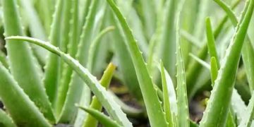 വീട്ടിൽ കറ്റാർവാഴ തഴച്ചുവളരണോ? നോക്കാം ഇക്കാര്യങ്ങൾ