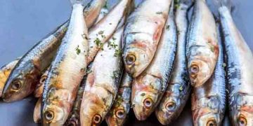 മത്തി കഴിച്ചതിന് പിന്നാലെ അപൂര്‍വ രോഗം ബാധിച്ച് യുവതി മരിച്ചു; 12 പേര്‍ കൂടി ഗുരുതരാവസ്ഥയില്‍