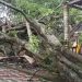 ശക്തമായ കാറ്റിലും മഴയിലും പാലമരം വീണു; ക്ഷേത്രത്തിൻ്റെ സപ്താഹപ്പന്തൽ തകർന്നു, ഒഴിവായത് വൻ ദുരന്തം