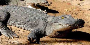 13 അടി നീളമുള്ള മുതലയുടെ വായില്‍ 41 കാരിയുടെ മൃതദേഹം, ഞെട്ടി നാട്ടുകാര്‍, അന്വേഷണം