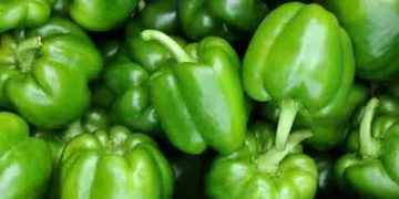 ഹൃദയാരോഗ്യം മുതൽ കുടലിന്‍റെ ആരോഗ്യം വരെ; അറിയാം ഗ്രീന്‍ പെപ്പറിന്‍റെ ഗുണങ്ങള്‍…