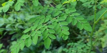 കൊളസ്ട്രോൾ മുതൽ ശരീരഭാരം കുറയ്ക്കൽ വരെ : മുരിങ്ങയുടെ അതിശയിപ്പിക്കുന്ന ​ഗുണങ്ങൾ