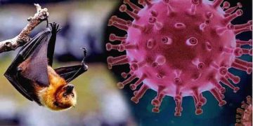 നിപ : കേന്ദ്ര മൃഗസംരക്ഷണ വകുപ്പിന്റെ വിദഗ്ധ സംഘം 18ന് ജില്ലയിലെത്തും