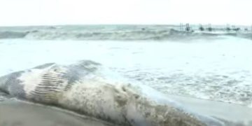 കോഴിക്കോട് ബീച്ചിന് സമീപം നീലത്തിമിംഗലത്തിന്‍റെ ജ‍ഡം കരക്കടിഞ്ഞു