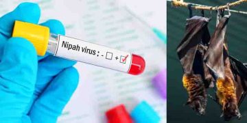 നിപയിൽ അതീവ ജാഗ്രത; മരിച്ച രണ്ടാമത്തെയാളുടെ റൂട്ട് മാപ്പും പുറത്ത്, ലക്ഷണങ്ങൾ കണ്ടുതുടങ്ങിയത് ഈ മാസം 5 ന്