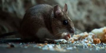 അമേരിക്കയിൽ ആറ് മാസം പ്രായമുള്ള കുഞ്ഞിനെ എലികൾ കടിച്ചു കൊന്നു; മാതാപിതാക്കൾക്കെതിരെ കേസ്