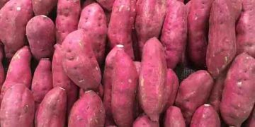 മധുരക്കിഴങ്ങ് പതിവായി കഴിക്കാറുണ്ടോ? എങ്കില്‍, നിങ്ങളറിയേണ്ടത്…