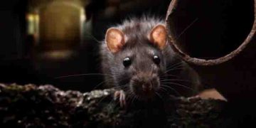 ജില്ലാ ആശുപത്രിയിൽ 92 ലക്ഷം രൂപ വിലയുള്ള എക്സ് റേ യന്ത്രം എലി കടിച്ചുമുറിച്ചു; അന്വേഷിക്കാൻ വിജിലൻസ് വരുന്നു