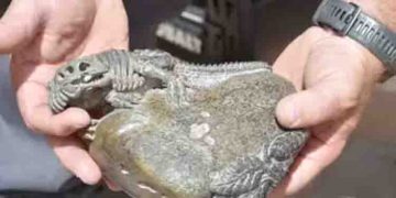 എട്ട് കോടി വിലവരുന്ന ദിനോസര്‍ അസ്ഥികള്‍ ചൈനയ്ക്ക് മറിച്ച് വിറ്റ നാല് യുഎസ് പൗരന്മാര്‍ അറസ്റ്റില്‍