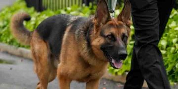 രഹസ്യപോലീസുകാരെ കടിക്കുന്നത് തുടര്‍ക്കഥ; അമേരിക്കന്‍ പ്രസിഡന്റ് ബൈഡന്റെ ജര്‍മ്മന്‍ ഷെപേര്‍ഡ് നായക്കെതിരെ പത്താമത് പരാതി