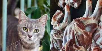 സെമിത്തേരിയിലെ കൂടുകളിൽ പൂച്ചകള്‍, ആട്ടിറച്ചിക്ക് പകരം നൽകിയത് പൂച്ചയിറച്ചി, പിടിയിലായത് വന്‍ ഇറച്ചി മാഫിയ