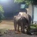 വീണ്ടും റേഷൻകട തേടിയെത്തി കാട്ടാനക്കൂട്ടം; ഒരു മാസത്തിനിടെ ആക്രമണം രണ്ടാം തവണ, നടപടി വേണമെന്ന് നാട്ടുകാര്