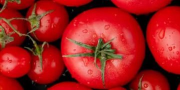 തക്കാളി പ്രിയരാണോ നിങ്ങൾ ? എങ്കിൽ ഇതറി‍ഞ്ഞോളൂ