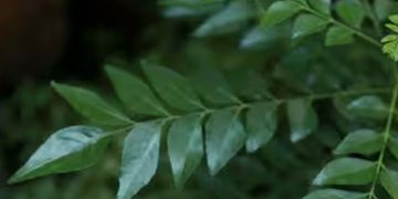 കറിവേപ്പില വെറുതെ കളയരുത്, നൽകും ഈ ​ഗുണങ്ങൾ