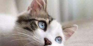 ആട്ടിറച്ചിക്ക് പകരം വില്ക്കുന്നത് പൂച്ചയിറച്ചി; 1000 പുച്ചകളെ രക്ഷിച്ച് പൊലീസ്