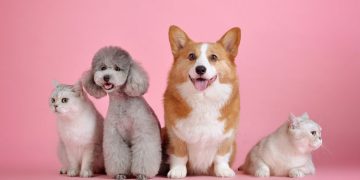 വളർത്തുമൃഗങ്ങളോടും വന്യമൃഗങ്ങളോടും ക്രൂരത കാട്ടിയാൽ കനത്ത പിഴ ; സൗദി