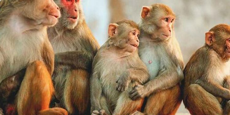 വയനാട്ടിൽ കുരങ്ങ് പനി; പ്രതിരോധം ഊര്ജിതമാക്കും