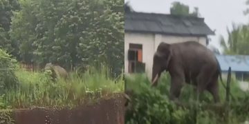 ഉളിക്കലിലിറങ്ങിയ ആന കാടുകയറി ; മാട്ടറ ഉൾവനത്തിലേക്ക് നീങ്ങിയതായി വനംവകുപ്പ്